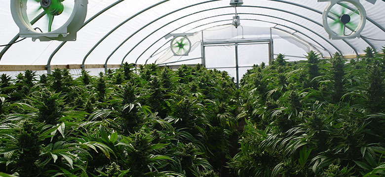 cannabis plants in greenhouse