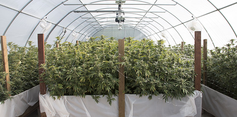 cannabis plants in greenhouse