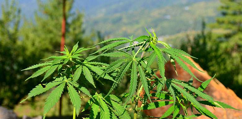 cannabis plant with forest in background